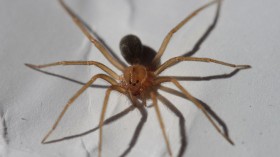 Recluse spider