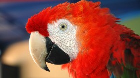 scarlet macaw