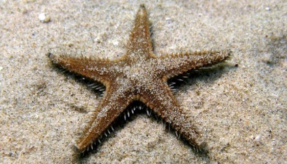 Starfish in the Mediterranean