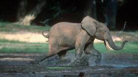 African forest elephant (Loxodonta africana cyclotis); Dzanga-Ndoki National Park, Central African Republic