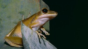 Four-lined Tree Frog