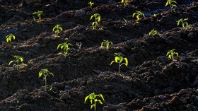 Tomato plants taking in sunlight 