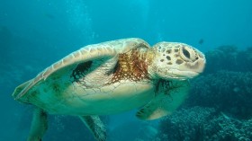 Marine Turtle among Coral in Great Barrier Reef