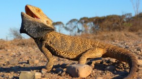 Central Bearded Dragon 