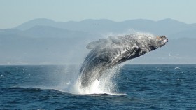 Jumping Humpback Whale