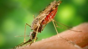 female Anopheles albimanus