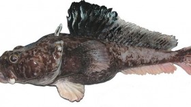 Pogonophryne neyelovi, hopbeard plunderfish