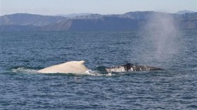 White Humpback Whale and Normal Humpback Whale