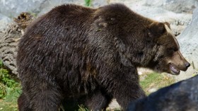 A grizzly bear. A polar bear-grizzly bear hybrid was previously recorded in the Canadian Arctic. 