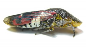 Leafhopper Jalisco