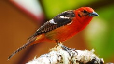 Flame-colored Tanager