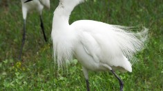 Snowy egret