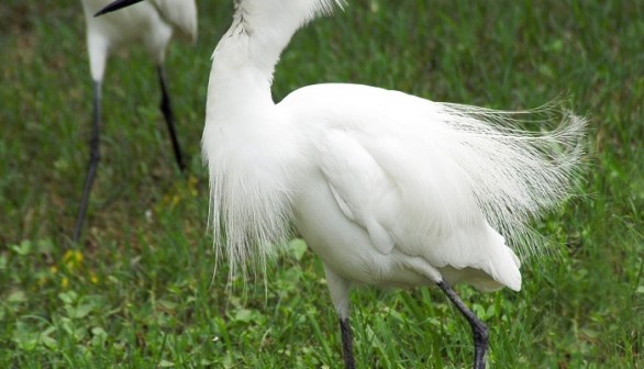 Snowy egret