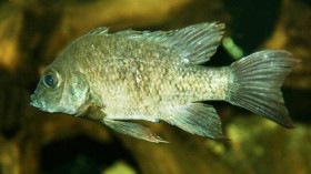 Mangarahara cichlid 