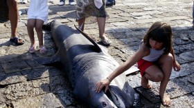 New species of sharks have been discovered. (Picture for representation purpose only)	 (Photo: Reuters)