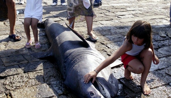 New species of sharks have been discovered. (Picture for representation purpose only)	 (Photo: Reuters)