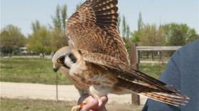 American kestrel