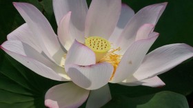 Sacred Lotus