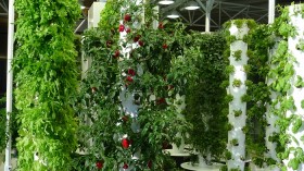 Vertical Farm at Chicago's O'Hare Airport