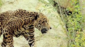 Jaguars are found in nature preserves in Paraguay, including San Rafael Preserve
