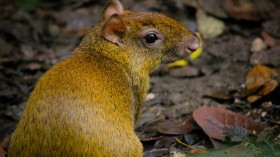 Agoutis help populate forest trees in Central and South America. 