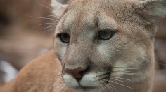 Mountain lions in the Santa Anna Mountains have difficulties crossing I-15.