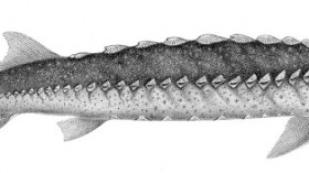 White sturgeon, Acipenser transmontanus, is sensitive to water changes