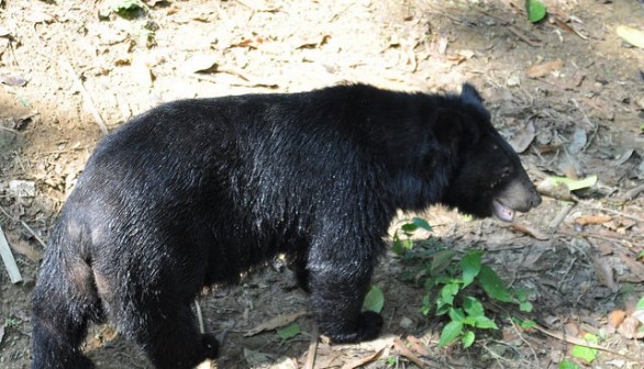 Asiatic black bears, or moon bears, have powerful upper bodies for climbing. 