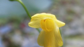 Utricularia gibba 's flower