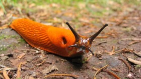 Slugs may be providing rides to much smaller organisms. 