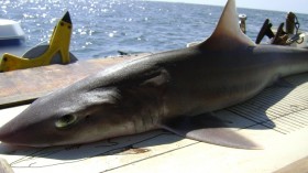 Smooth Dogfish Shark