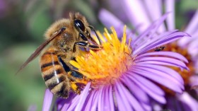 The pesticide class of neonicotinoid, implemented in colony collapse, was the subject of a recent study. 