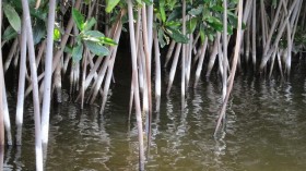 Mangroves not only bear the brunt of tidal force, but help estuaries to form better channels. 