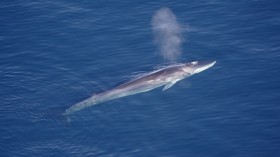 Fin whale surfacing in Greenland.