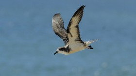 Hawaiian Petrel 