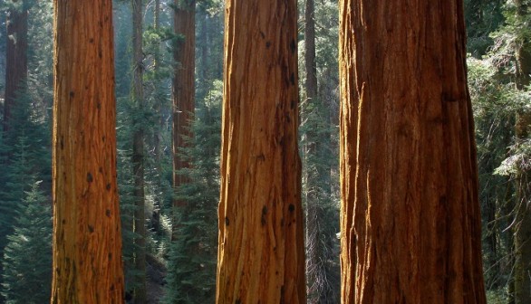 California's Giant Sequoias and other forests worldwide rebound at varying rates after droughts. 