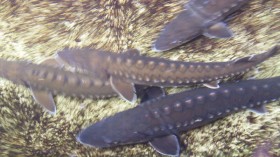 The shortnose sturgeon is one type of fish included on the new feature on the FishBrain app. 