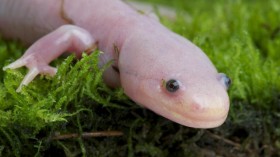 Axolotl (Ambystoma mexicanum), commonly known as the Mexican Walking Fish