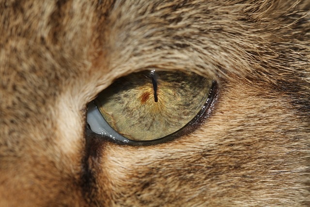 eye orientation of predator vs prey