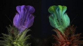 A new visual software allows us to view the world as certain animals do. The flower on the right is the view of a honeybee, for instance. 