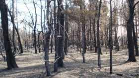 After particularly hot-burning wildfires in California, plants from more southerly climates are replacing the usual forest understory. 