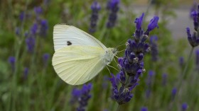 The large white, Pieris brassicae, is among several drought-threatened butterflies in the U.K., research says. 