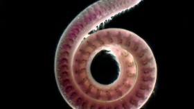 A polychaete worm in Australia. Such worms in volcanic waters in Italy brood their young. 