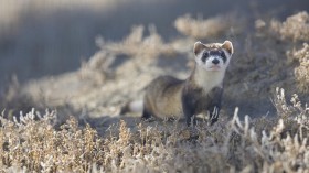 Black-footed ferrets were down to 18 in North America in 1987, and have been in conservation programs ever since then. 
