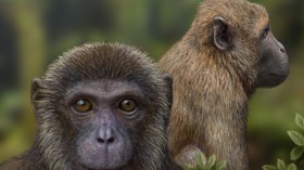 Artist Mauricio Antón's rendering of the newly discovered fossil primates, Rukwapithecus (front, center) and Nsungwepithecus (right).