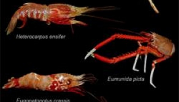 A montage of the deep-sea crustaceans tested for UV vision.