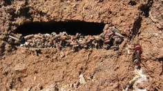 Harvester ants store seeds inside the nest, so they can afford not to forage when conditions are poor. The photo shows an underground chamber filled with seeds.