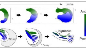 This illustration depicts the recent findings of fin-to-limb evolution. 