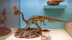 Oviraptorid skeleton and eggs in the Senckenberg Museum in Frankfurt am Main. 