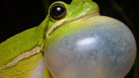Frog species' adaptation provides hope for amphibian survival. 